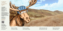 Gilbert The Moose Goes Mountain Biking