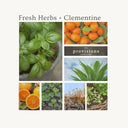 Hope & Hearth Fresh Herb & Clementine Candle